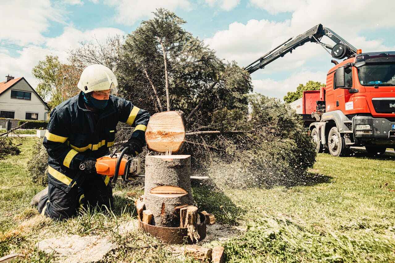 Best Palm Tree Trimming  in Becker, MN